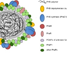 PHB-Granulum with proteins