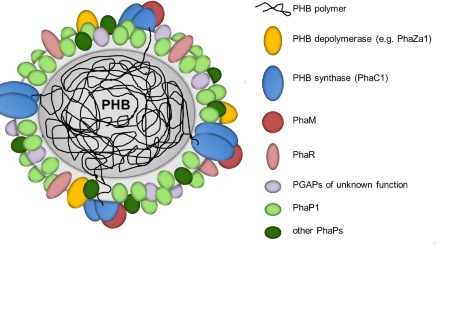 PHB-Granulum with proteins