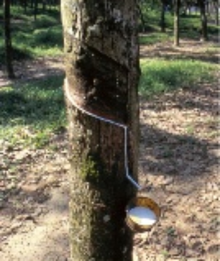 A tapped rubber tree.
